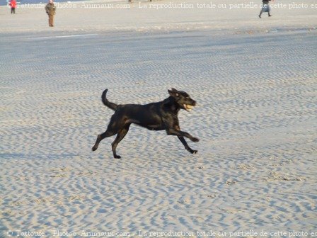 Photo de Labrador retriever