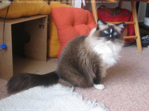 Photo de Ragdoll