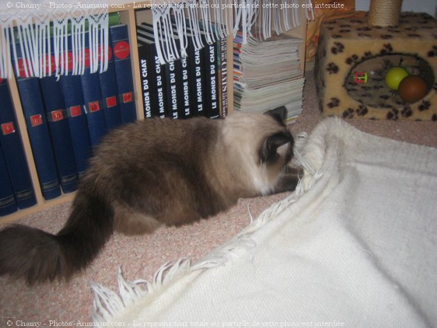 Photo de Ragdoll