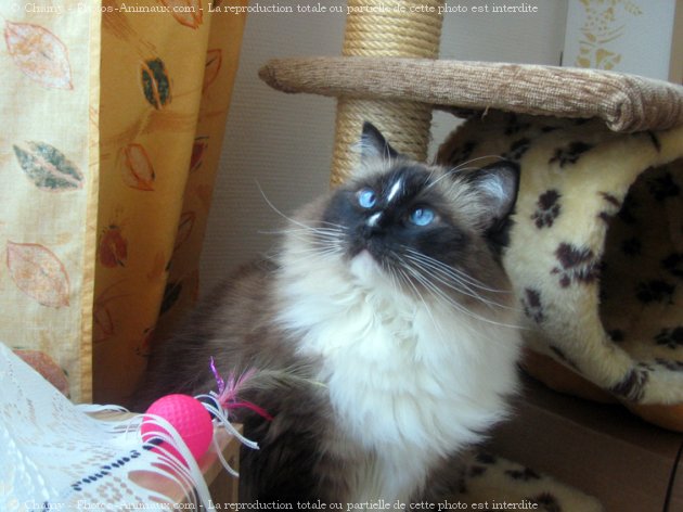 Photo de Ragdoll