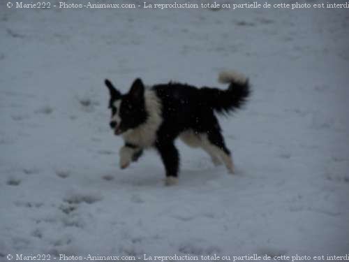 Photo de Border collie