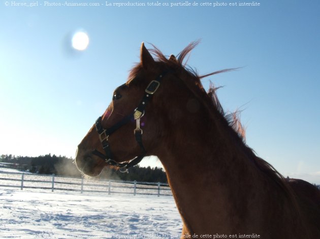 Photo de Quarter horse