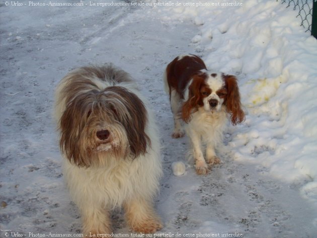 Photo de Cavalier king charles spaniel