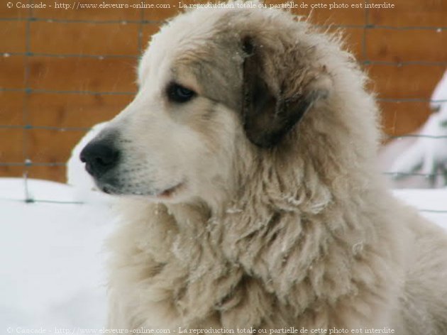 Photo de Chien de montagne des pyrnes