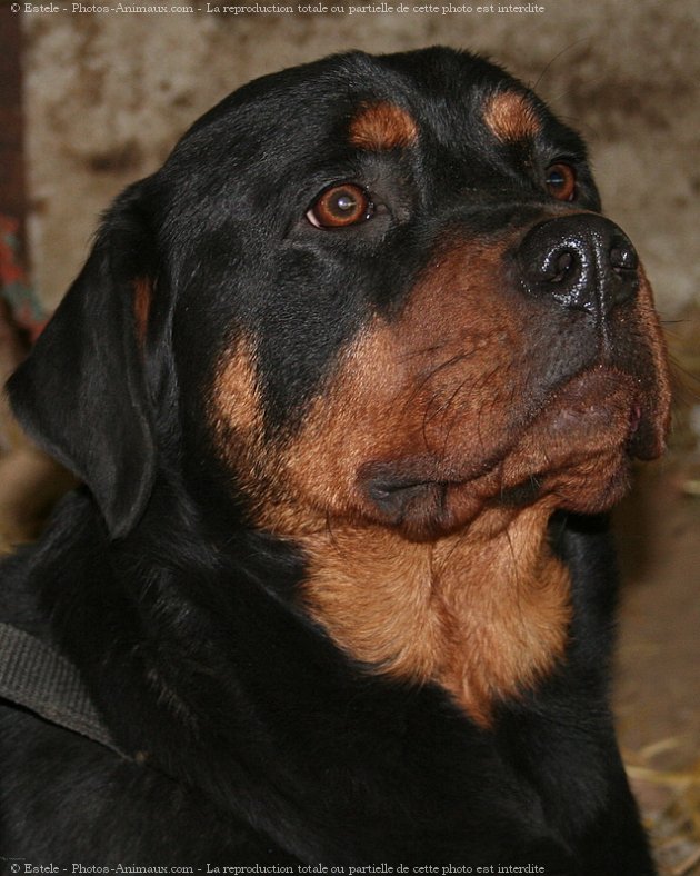 Photo de Rottweiler