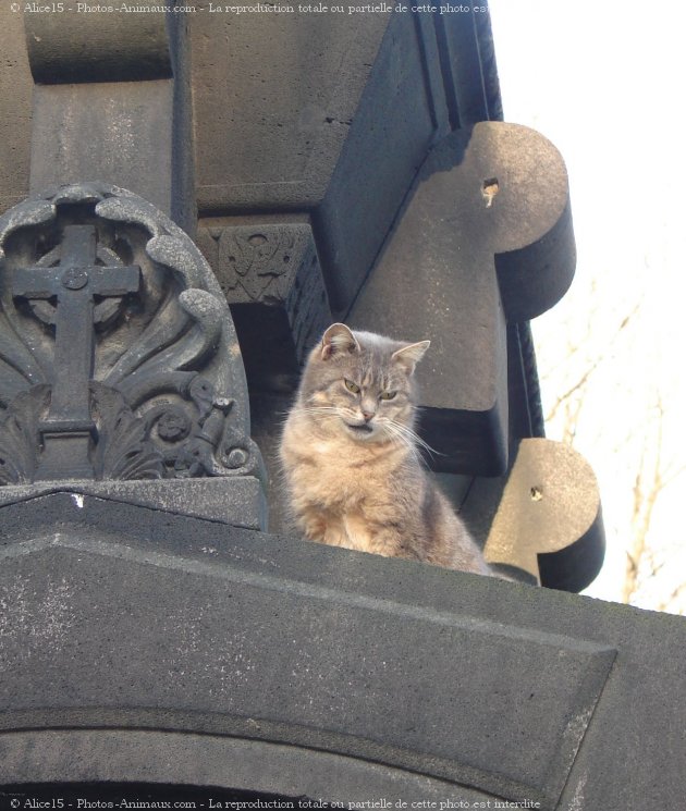 Photo de Chat domestique