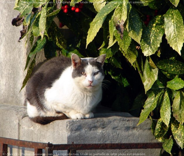 Photo de Chat domestique