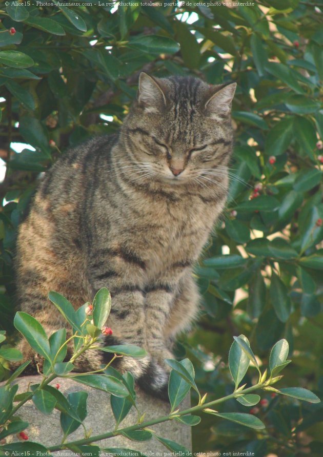 Photo de Chat domestique