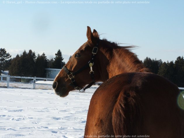 Photo de Quarter horse