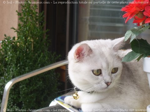 Photo de British shorthair