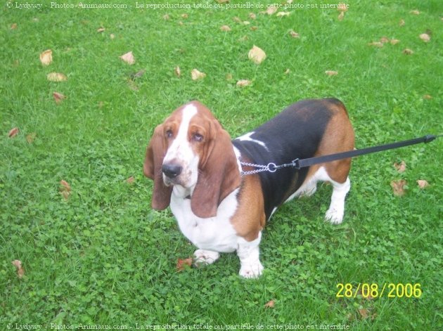 Photo de Basset hound