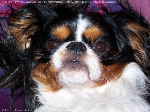 Photo de Cavalier king charles spaniel