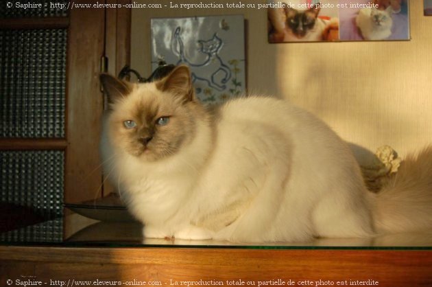 Photo de Sacr de birmanie