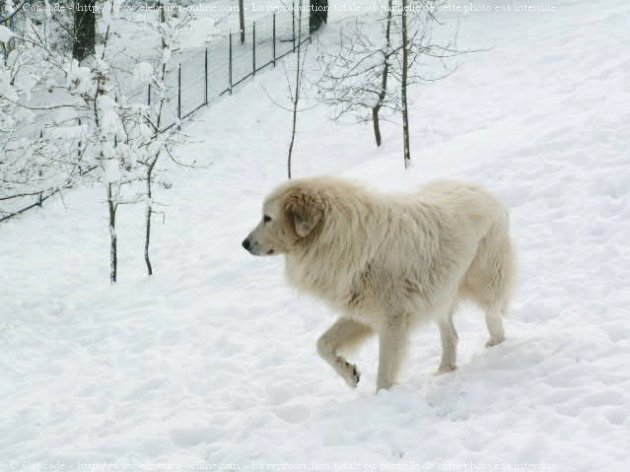 Photo de Chien de montagne des pyrnes