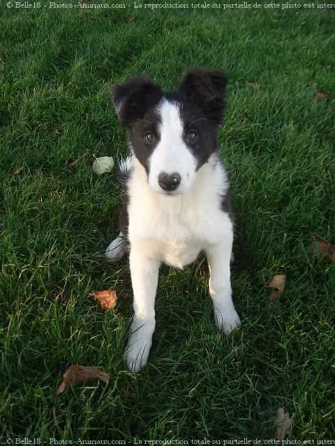 Photo de Border collie