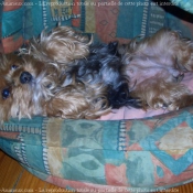 Photo de Yorkshire terrier