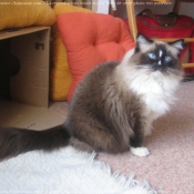 Photo de Ragdoll