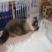 Photo de Ragdoll