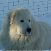 Photo de Chien de montagne des pyrnes