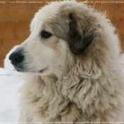 Photo de Chien de montagne des pyrnes