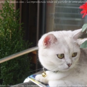 Photo de British shorthair