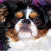 Photo de Cavalier king charles spaniel