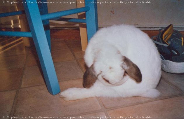 Photo de Lapin