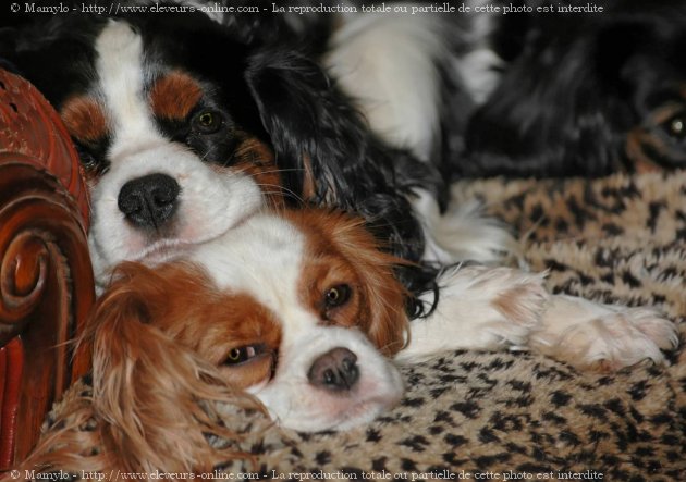 Photo de Cavalier king charles spaniel