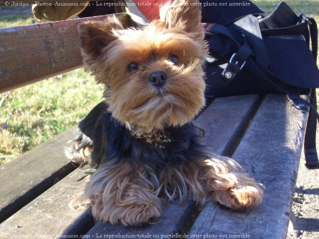 Photo de Yorkshire terrier