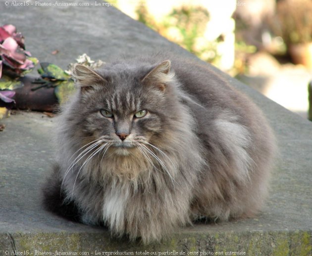 Photo de Chat domestique