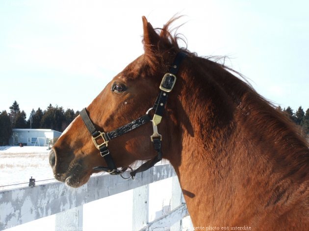 Photo de Quarter horse