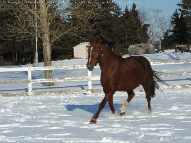 Photo de Quarter horse