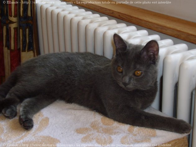 Photo de Chartreux