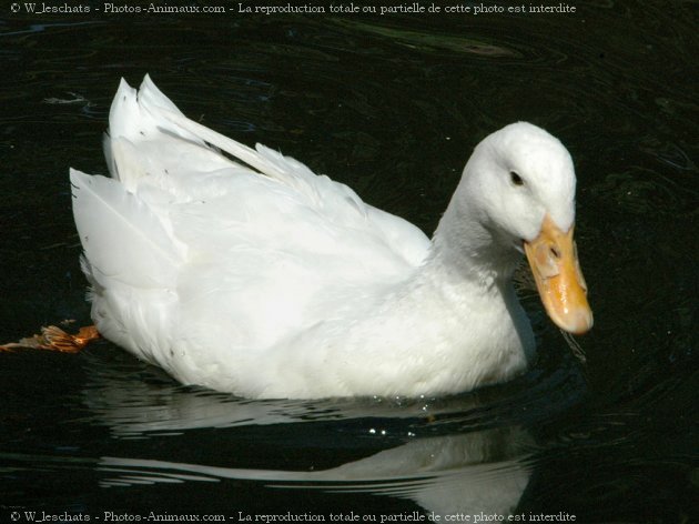 Photo de Canard