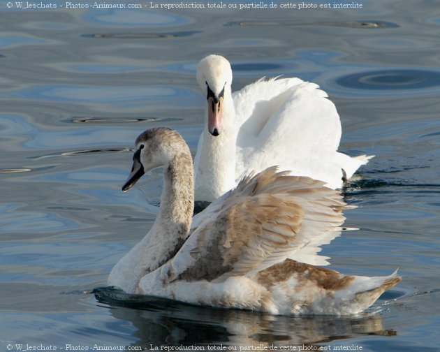 Photo de Cygne