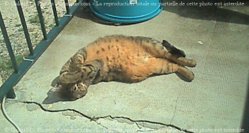 Photo de Chat domestique