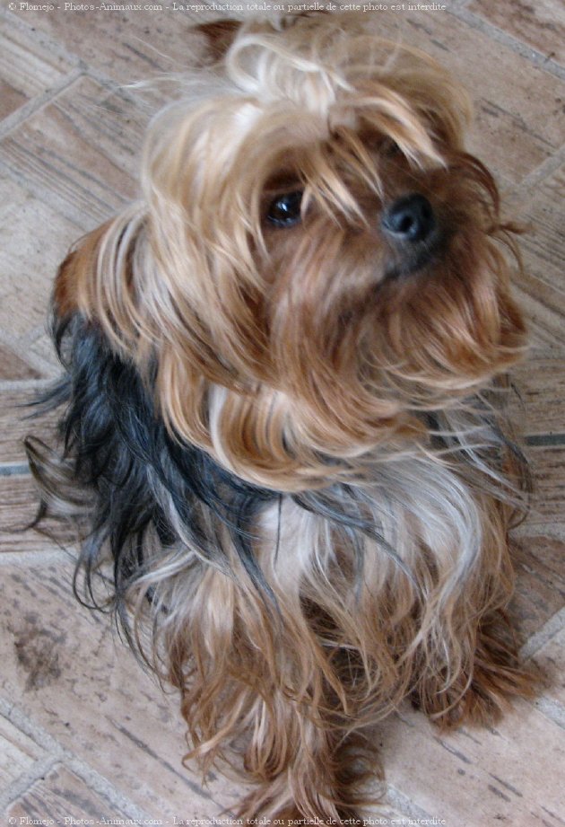 Photo de Yorkshire terrier