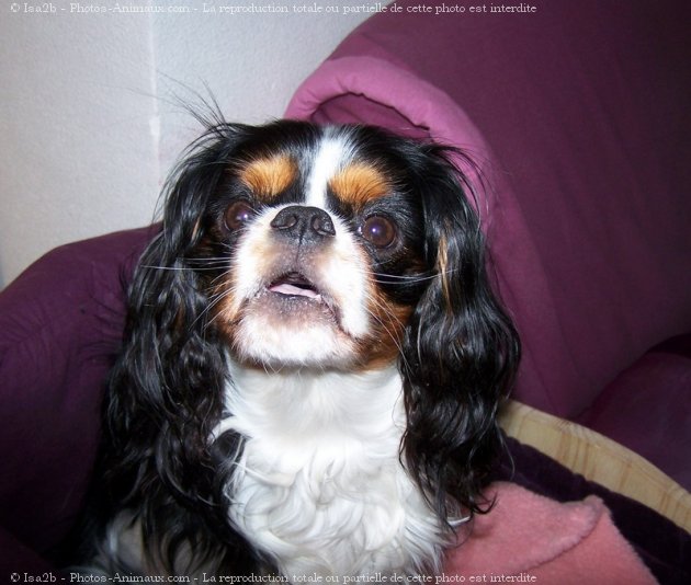 Photo de Cavalier king charles spaniel