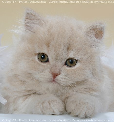 Photo de British longhair