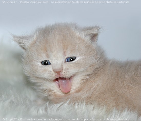 Photo de British longhair