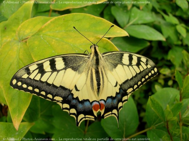 Photo de Papillon