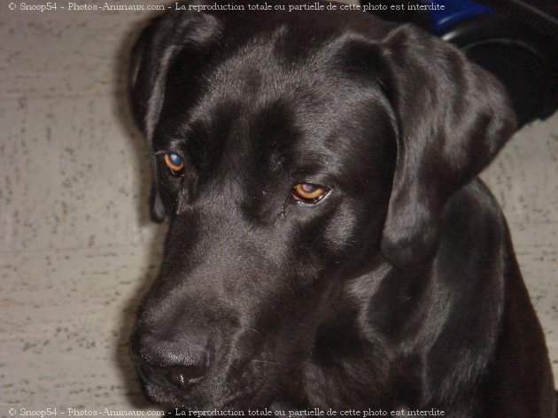 Photo de Labrador retriever