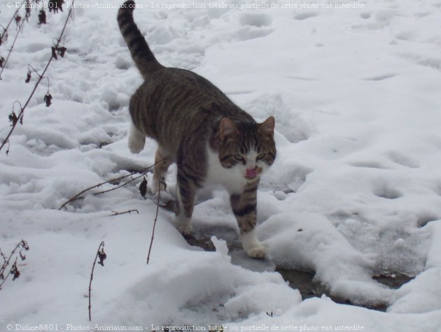 Photo de Chat domestique