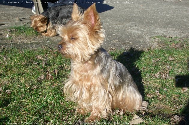 Photo de Yorkshire terrier