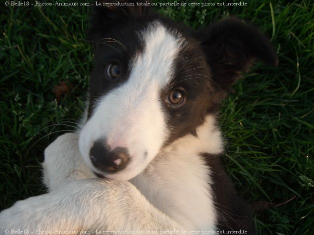 Photo de Border collie