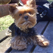 Photo de Yorkshire terrier