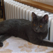 Photo de Chartreux