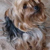 Photo de Yorkshire terrier