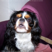 Photo de Cavalier king charles spaniel