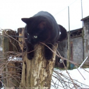 Photo de Chat domestique